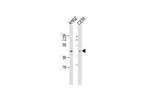 Lane 1: K562, Lane 2: CEM lysate at 20 µg per lane, probed with bsm-51104M ACTA1 (337CT30. (Actin antibody)