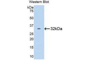 Western Blotting (WB) image for anti-V-Rel Reticuloendotheliosis Viral Oncogene Homolog B (RELB) (AA 248-492) antibody (ABIN1860429) (RELB antibody  (AA 248-492))