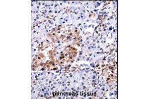 CUGBP1 Antibody (N-term) ((ABIN657957 and ABIN2846902))immunohistochemistry analysis in formalin fixed and paraffin embedded human pancreas tissue followed by peroxidase conjugation of the secondary antibody and DAB staining. (CELF1 antibody  (N-Term))