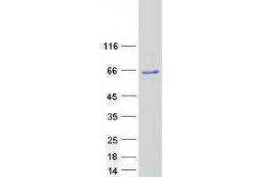 Validation with Western Blot (PYROXD1 Protein (Myc-DYKDDDDK Tag))