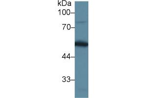 Western blot analysis of Mouse Testis lysate, using Mouse DBP Antibody (1 µg/ml) and HRP-conjugated Goat Anti-Rabbit antibody ( (Vitamin D-Binding Protein antibody  (AA 395-473))