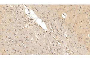 Immunohistochemistry (IHC) image for anti-Relaxin 3 (RLN3) (AA 1-140) antibody (ABIN7427636)