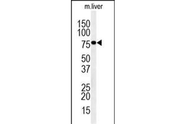 IN80D antibody  (N-Term)