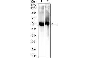 Western blot analysis using 5-hydroxyuridine mouse mAb against mouse serum (1) and rat serum (2) lysate. (5-Hydroxyuridine antibody)