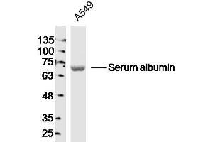 A549 lysates probed with Serum albumin Polyclonal Antibody, Unconjugated  at 1:300 dilution and 4˚C overnight incubation. (Albumin antibody)