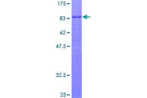 SDS-PAGE (SDS) image for Osteoactivin (GPNMB) (AA 1-572) protein (GST tag) (ABIN1355562)