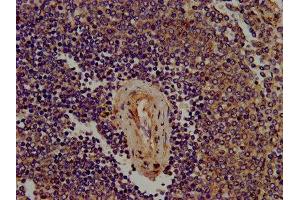 IHC image of ABIN7169553 diluted at 1:400 and staining in paraffin-embedded human spleen tissue performed on a Leica BondTM system. (Sialoadhesin/CD169 antibody  (AA 572-697))