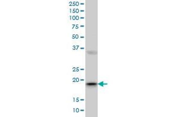 RBBP9 antibody  (AA 87-185)