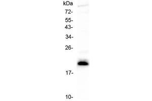Western blot testing of human CCRF-CEM cell lysate with IL-27 antibody at 0. (IL27 antibody  (AA 29-243))