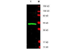 Western blot using  affinity purified anti-LDB1 antibody shows detection of LDB1 protein (arrowhead) in Jurkat whole cell lysate.