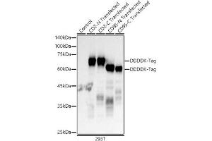Western blot analysis of extracts of normal 293T cells, 293T transfected with CD2 Protein and 293T transfected with CD95 Protein, using Mouse anti DDDDK-Tag mAb antibody (ABIN3020558, ABIN3020559, ABIN3020560 and ABIN1512923) at 1:10000 dilution. (DYKDDDDK Tag antibody)