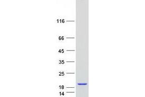 Western Blotting (WB) image for Pleckstrin Homology-Like Domain, Family A, Member 3 (PHLDA3) protein (Myc-DYKDDDDK Tag) (ABIN2728847)