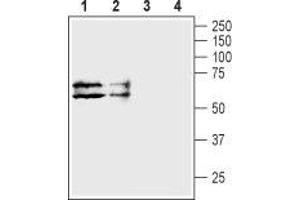 Western blot analysis of human HL-60 promyelocytic leukemia cell lysate (lanes 1 and 3) and human HT-29 colon adenocarcinoma cell lysate (lanes 2 and 4): - 1,2. (TAUT antibody  (C-Term, Intracellular))