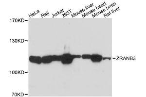 Western blot analysis of extracts of various cell lines, using ZRANB3 antibody. (ZRANB3 antibody  (AA 818-1077))