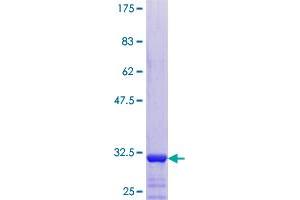 TMSB4Y Protein (AA 1-44) (GST tag)