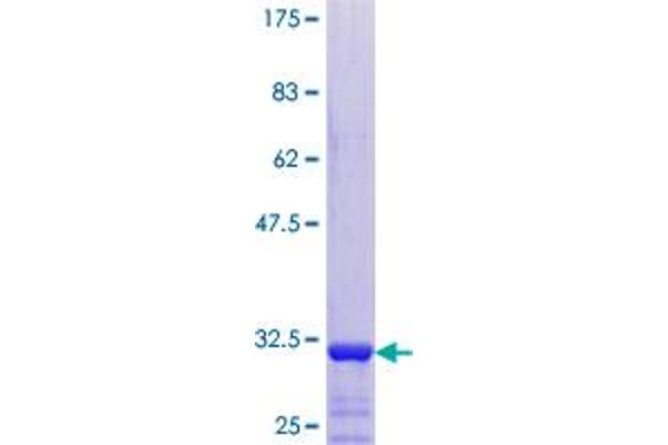 TMSB4Y Protein (AA 1-44) (GST tag)