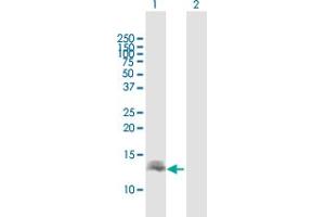 Western Blot analysis of DEFB137 expression in transfected 293T cell line by DEFB137 MaxPab polyclonal antibody. (DEFB136 antibody  (AA 1-78))