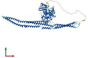Protein Structure (PS) image for FER Tyrosine Kinase (FER) (AA 1-823) protein (His tag) (ABIN7563530)