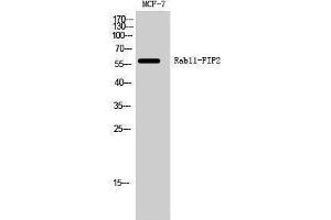Western Blotting (WB) image for anti-RAB11 Family Interacting Protein 2 (Class I) (RAB11FIP2) (Internal Region) antibody (ABIN3186636) (RAB11FIP2 antibody  (Internal Region))