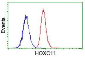 Image no. 3 for anti-Homeobox C11 (HOXC11) antibody (ABIN1498706) (HOXC11 antibody)