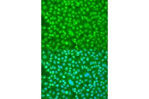 Immunofluorescence analysis of U2OS cells using PER1 antibody.
