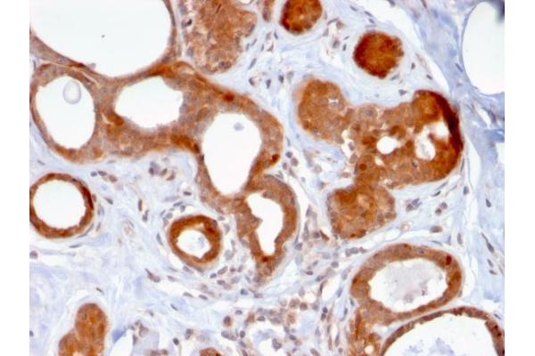 ZSCAN29 antibody