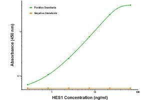 ELISA image for anti-Hes Family bHLH Transcription Factor 1 (HES1) antibody (ABIN2722660) (HES1 antibody)