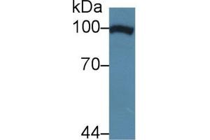 Western blot analysis of Human HeLa cell lysate, using Cow TNPO1 Antibody (5 µg/ml) and HRP-conjugated Goat Anti-Rabbit antibody ( (Transportin 1 antibody  (AA 593-836))