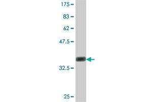 Western Blot detection against Immunogen (36.