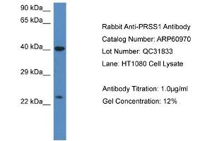 Western Blotting (WB) image for anti-Protease, serine, 1 (Trypsin 1) (PRSS1) (C-Term) antibody (ABIN2788637) (PRSS1 antibody  (C-Term))