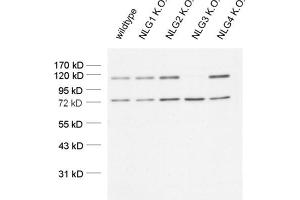 dilution: 1 : 1000 (ECL detection), sample: mouse brain homogenate (Neuroligin 3 antibody  (AA 608-722))