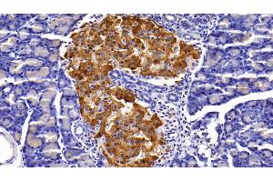 Detection of INS in Rat Pancreas Tissue using Polyclonal Antibody to Insulin (INS) (Insulin antibody  (AA 25-110))