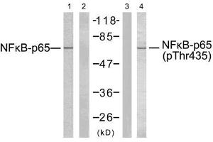 Western blot analysis of extracts from COS7 cells using NF-κB p65 (Ab-435) antibody (E021012, Line 1 and 2) and NF-κB p65 (phospho-Thr435) antibody (E011012, Line 3 and 4). (NF-kB p65 antibody  (pThr435))