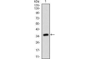 Western blot analysis using RHOF mAb against human RHOF (AA: 1-84) recombinant protein.