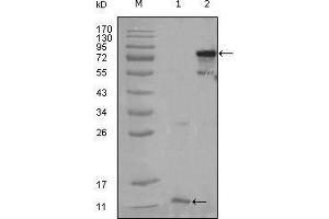 Western blot analysis using PPARG mouse mAb against truncated PPARG-His recombinant protein (1) and full-length PPARG(aa1-477) transfected CHO-K1 cell lysate (2).