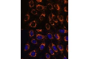 Immunofluorescence (IF) image for anti-Acetyl-CoA Acyltransferase 2 (ACAA2) (AA 1-250) antibody (ABIN7265368)