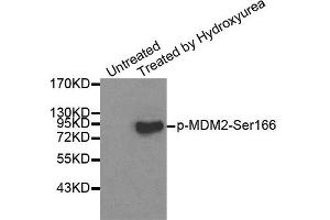 Western Blotting (WB) image for anti-Mdm2, p53 E3 Ubiquitin Protein Ligase Homolog (Mouse) (MDM2) (pSer166) antibody (ABIN1870422) (MDM2 antibody  (pSer166))