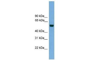 CLK1 antibody used at 0. (CLK1 antibody  (N-Term))