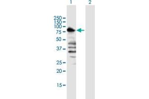 Western Blot analysis of TLE1 expression in transfected 293T cell line by TLE1 MaxPab polyclonal antibody. (TLE1 antibody  (AA 1-770))