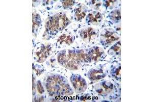 TMM18 Antibody (Center) immunohistochemistry analysis in formalin fixed and paraffin embedded human stomach tissue followed by peroxidase conjugation of the secondary antibody and DAB staining. (Transmembrane Protein 18 (TMM18) (AA 62-90), (Middle Region) antibody)
