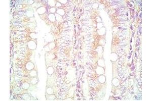 Mouse intestine tissue was stained by Rabbit Anti-PYY (3-36) (Human) Serum (Peptide YY antibody  (AA 3-36))