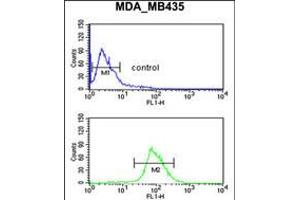 Flow cytometric analysis of MDA-MB435 cells (bottom histogram) compared to a negative control cell (top histogram). (Neuropilin 1 antibody  (C-Term))