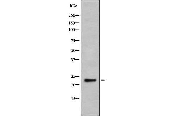 GZMH antibody