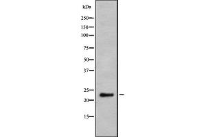 Western blot analysis Granzyme H using K562 whole cell lysates (GZMH antibody)