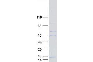 Validation with Western Blot (COX6A2 Protein (Myc-DYKDDDDK Tag))
