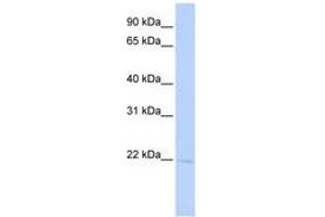 RER1 antibody  (AA 72-121)