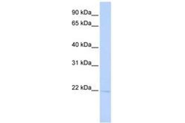 RER1 antibody  (AA 72-121)