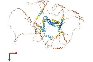 AlphaFold protein structure predicition of Human Recombinant SPATA31D4 Protein, UniprotID Q6ZUB0 (SPATA31D4 Protein (AA 1-917) (His tag))