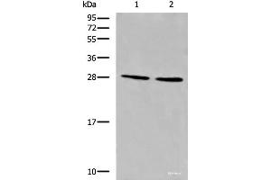 Western blot analysis of LOVO and 231 cell lysates using CYB5D1 Polyclonal Antibody at dilution of 1:650