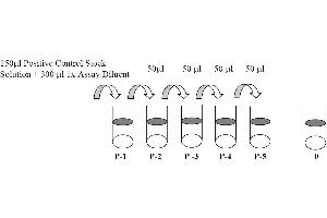 This picture shows the preparation of the positive control. (EGFR ELISA Kit)